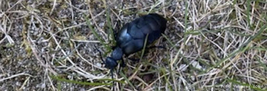 Ölkäfer