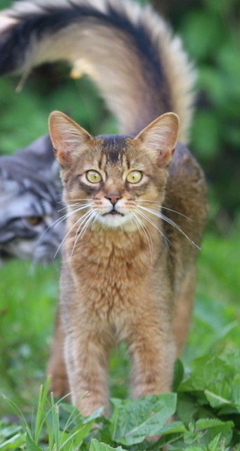 Kater Jasper