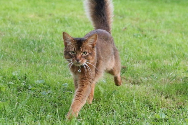 Kater Jasper